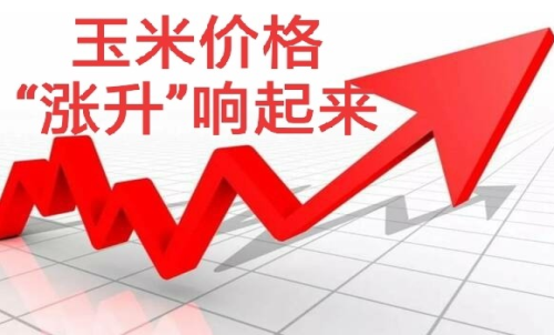 做玉米期貨盈利難嗎？玉米期貨漲5