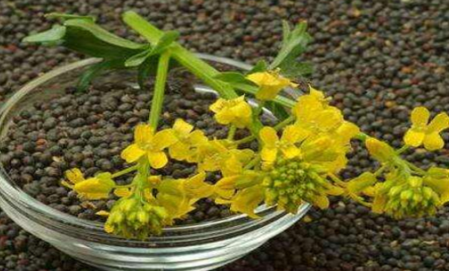 菜粕期貨的手續(xù)費(fèi)是多少？有優(yōu)惠政